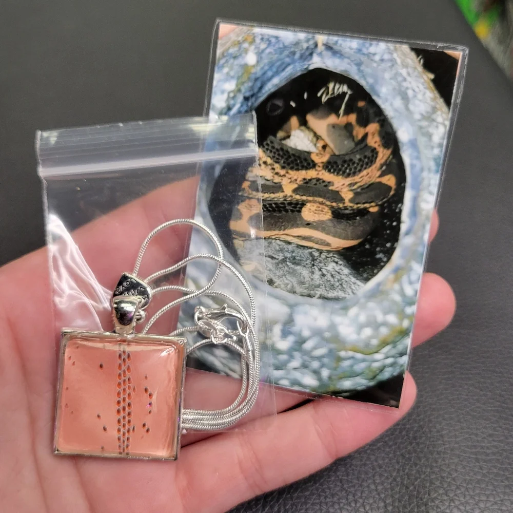 Snake shed necklace - Picture 1 of 4